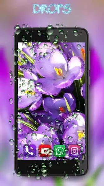 番红花之春壁纸v1.9