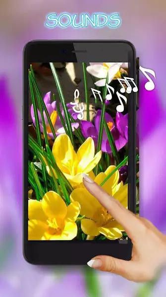 番红花之春壁纸v1.9