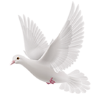 逍遥阁免费小说v0.0.8