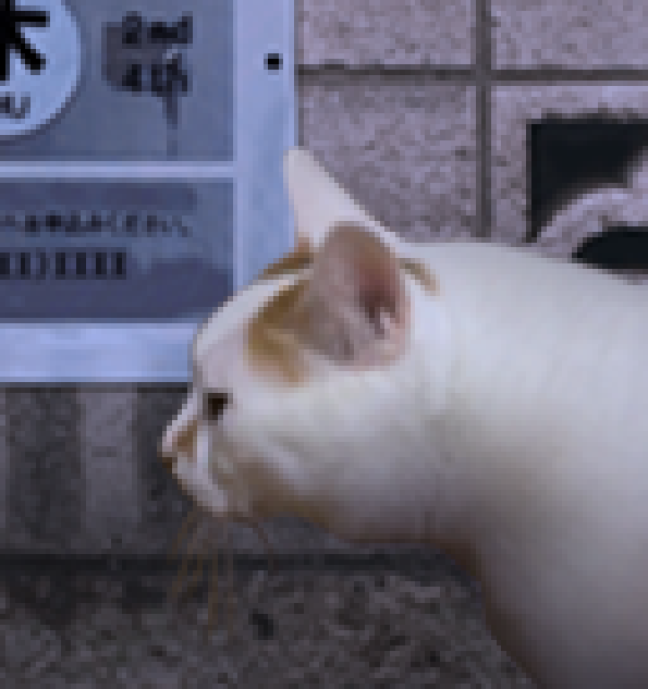 翌日猫之怪奇谭v1.0