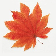 枫叶影视源码福利网站v1.8.4