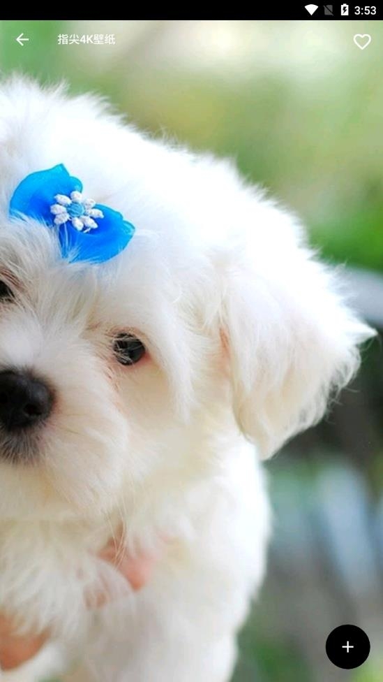 指尖4K壁纸v2.6.3.2