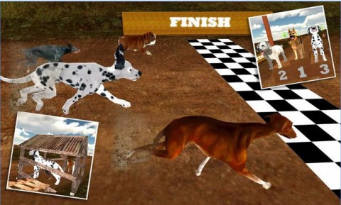 Greyhound Dog Racing 3Dv