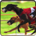 Greyhound Dog Racing 3Dv