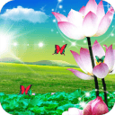荷花唯美动态壁纸v2.11.177