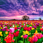 花田动态壁纸v1.0.0