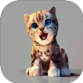 真实小猫3D模拟v1.0