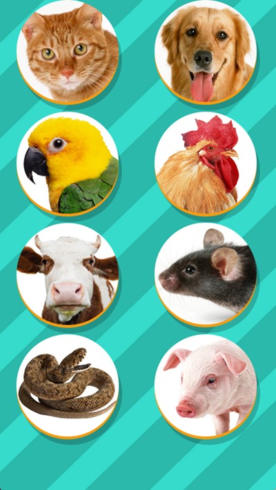 宠物对话翻译器v1.1