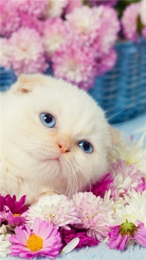 个性高清主题壁纸v6.4.2